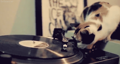 Cat trying to bite spinning vinyl