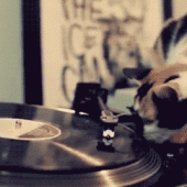 Cat trying to bite spinning vinyl