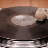 Hamsters spinning on turntable